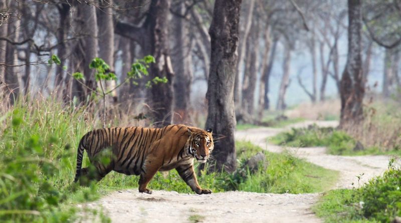 road trips from jaipur to ranthambore