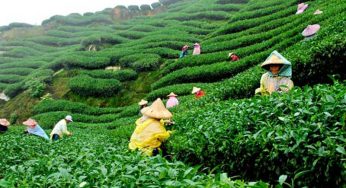 Wonderful Road Trips to Take in West Bengal