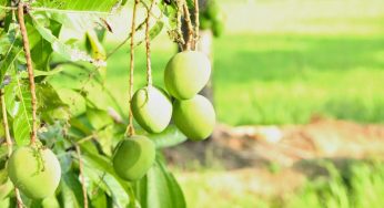 Enjoy Exotic Mangoes from These Famous Destinations